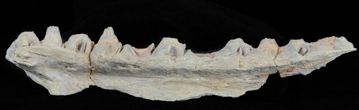 Mosasaur (Platecarpus) Jaw Section - Kansas #61437